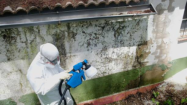 Trusted Bathroom Mold Removal service in Longmont, CO - Cheap Mold Removal